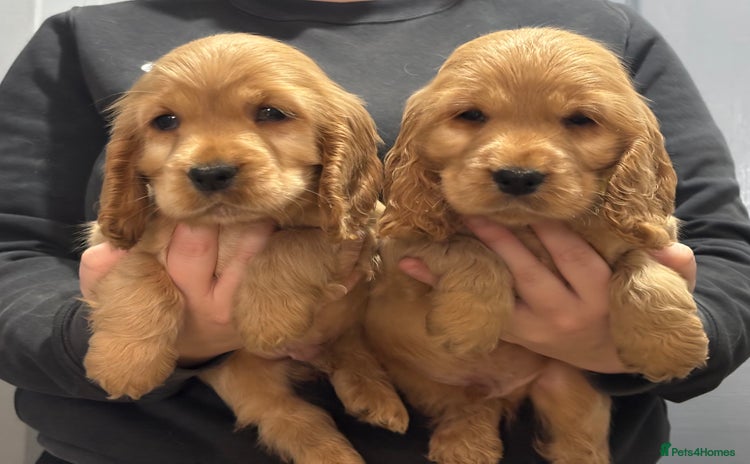Cocker Spaniel dogs - Advert 1