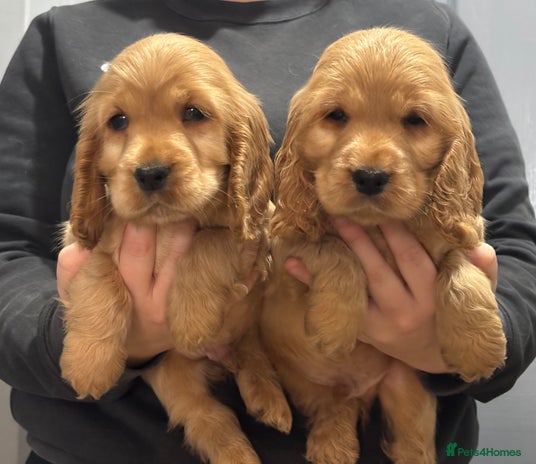 Cocker Spaniel dogs - Advert 7