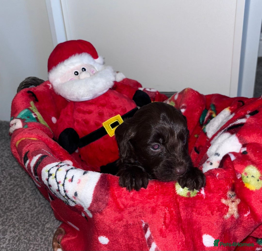 Cockapoo dogs for sale: 3 remaining Adorable cockapoo puppies  - Advert 25