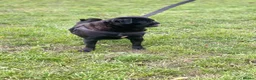 Pug dogs for sale: Mother & daughter pugs  - Advert 7