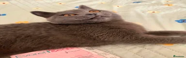 BRITISH Shorthair 2