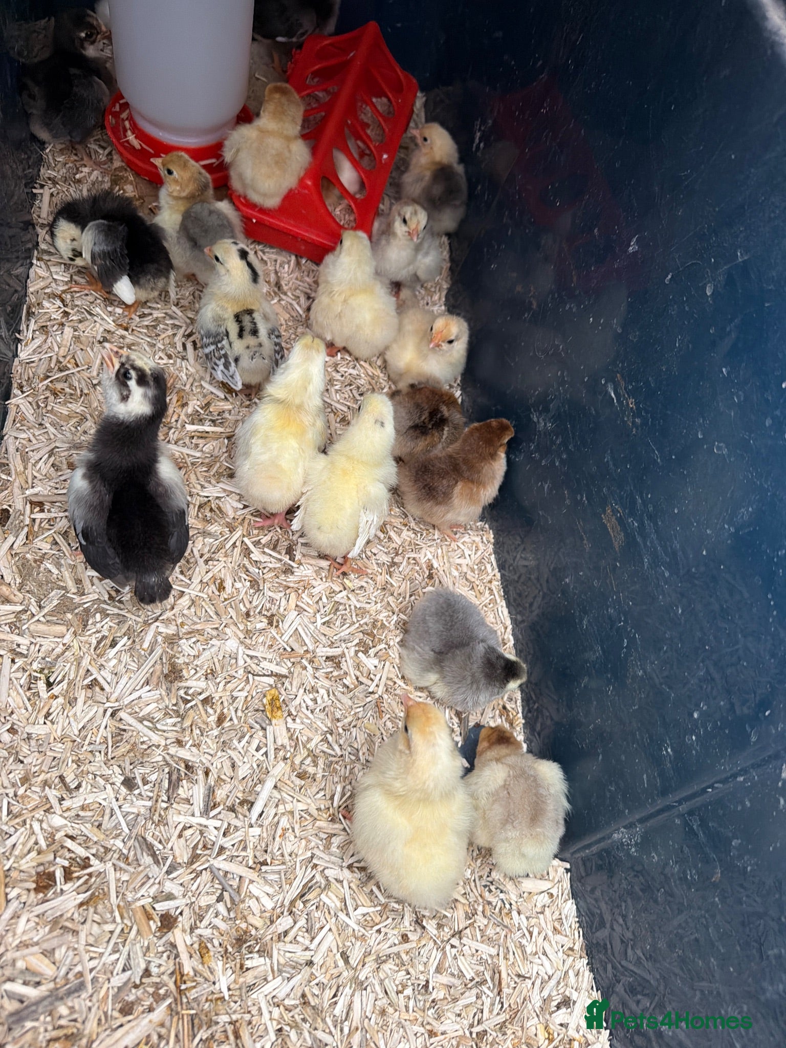 Chickens poultry Bantam chick  - Advert 1