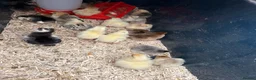 Chickens poultry for sale: Bantam chick  - Advert 1