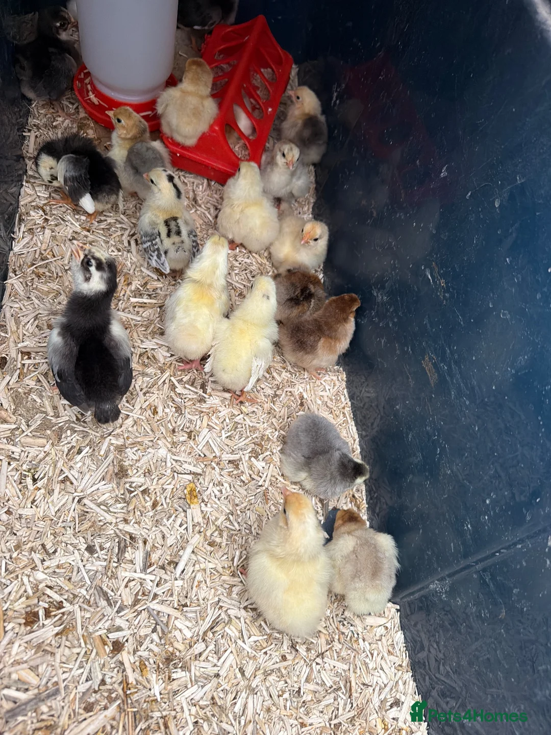 Chickens poultry for sale: Bantam chick  - Advert 1