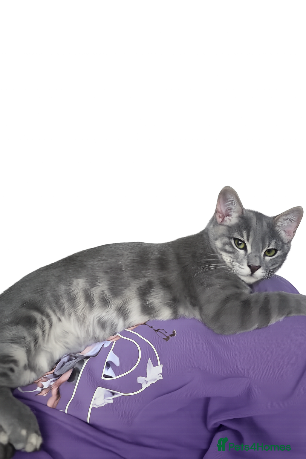 Bengal cats Bengal female for sale  - Advert 1