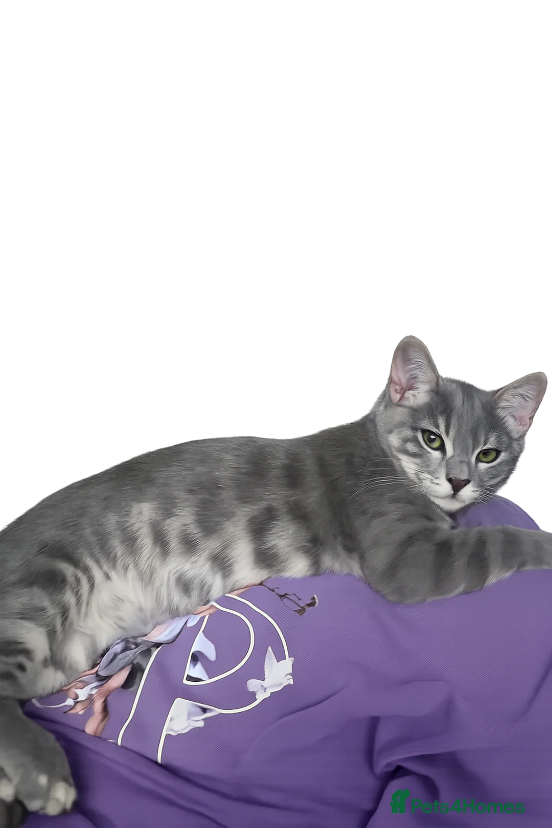 Bengal cats for sale: Bengal female for sale  - Advert 1