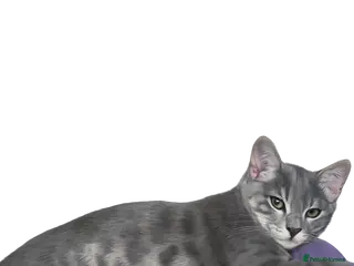 Bengal cats Bengal female for sale - Advert 1