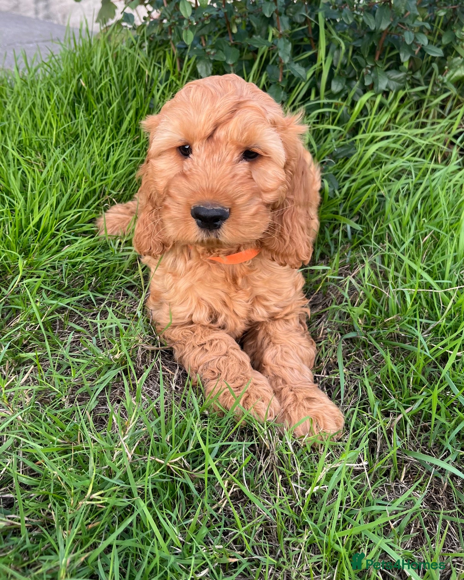 Cockapoo dogs Cockapoo puppies  - Advert 5