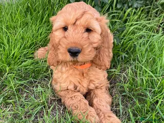 Cockapoo dogs Cockapoo puppies - Advert 5