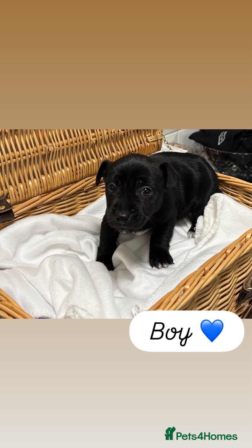 Jack Russell dogs  1 Jack Russel Puppie left  - Advert 1