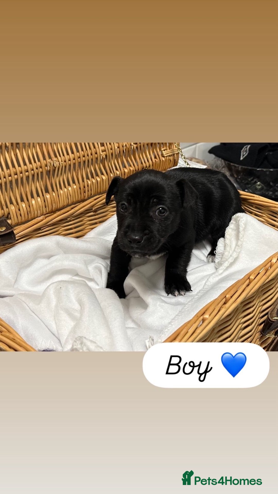 Jack Russell dogs for sale: Jack Russel Puppies  - Advert 6