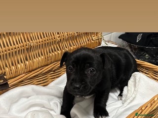 Jack Russell dogs 1 Jack Russel Puppie left - Advert 2