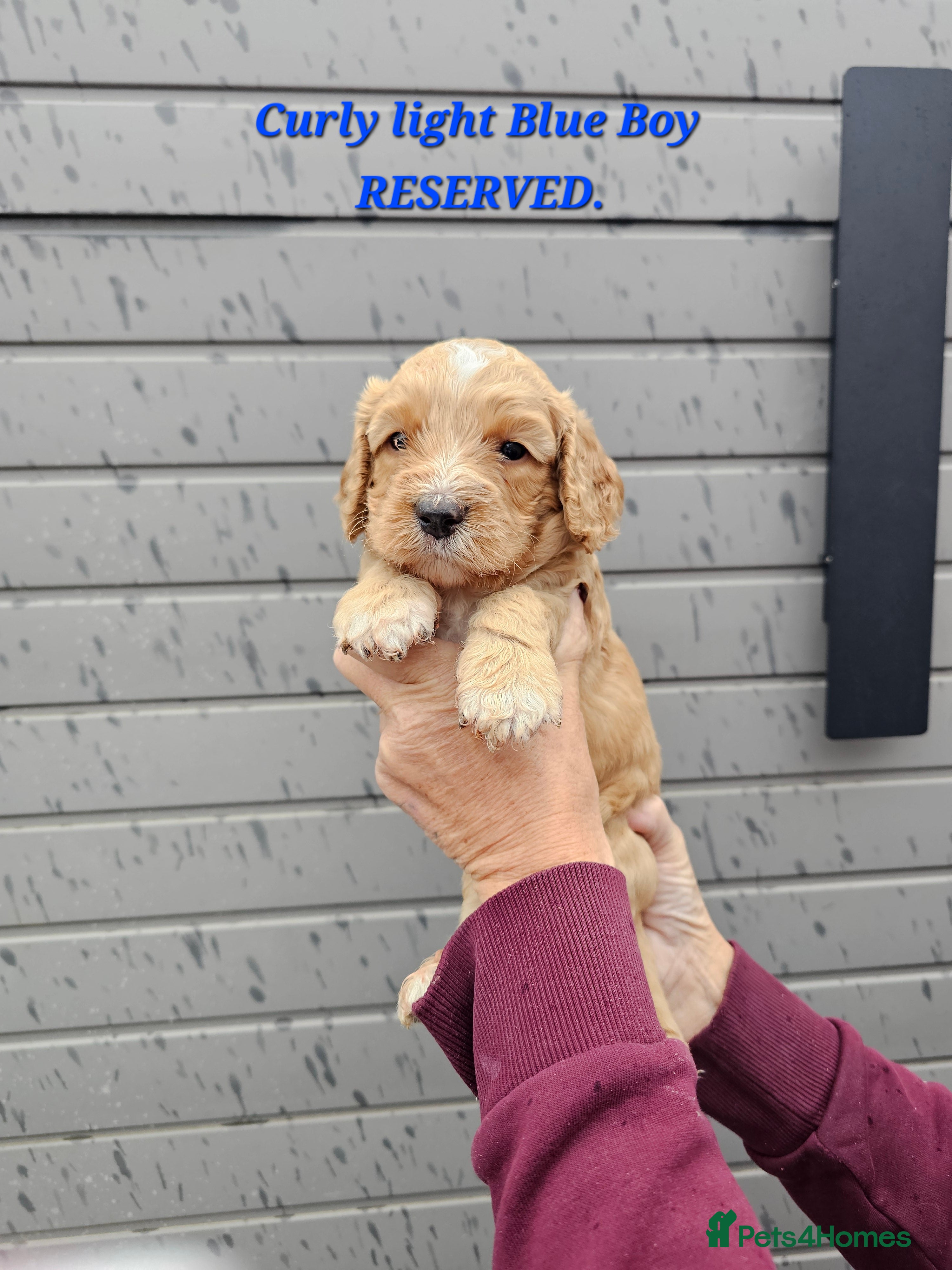 Cockapoo dogs for sale: Stunning Cockapoo's for sale. - Advert 2