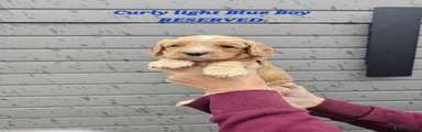 Light Blue Collar Boy 