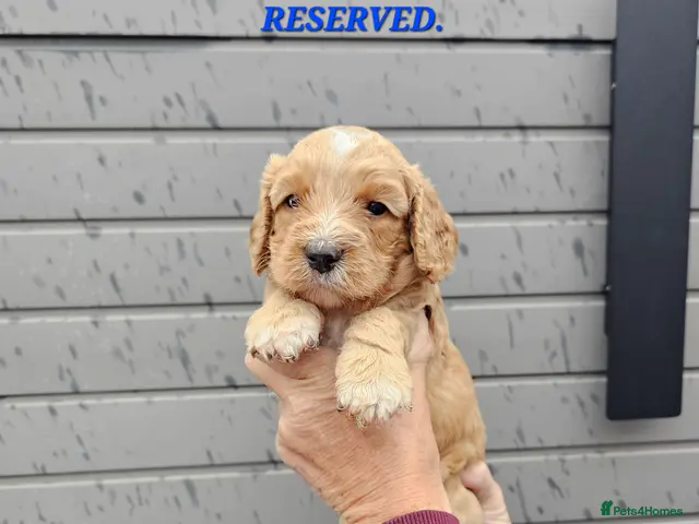 Cockapoo dogs for sale: Stunning Cockapoo's for sale. - Advert 2