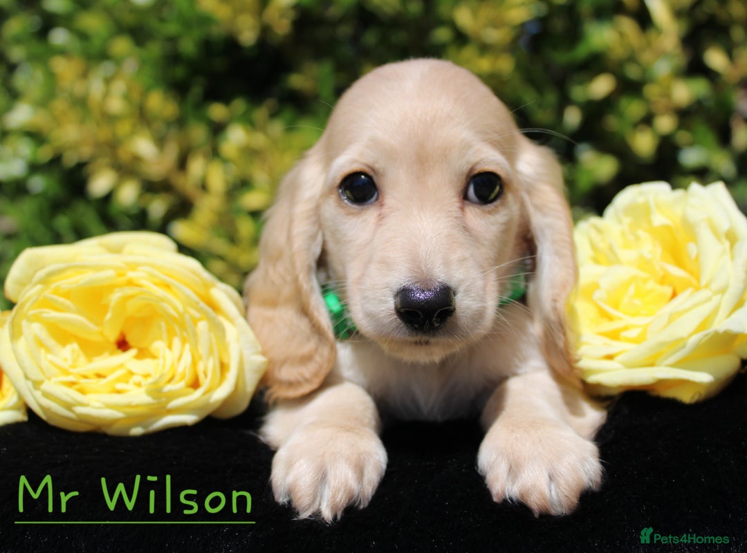 Miniature Dachshund dogs for sale: Miniature Longhaired Dachshunds in West Bromwich - Image 5