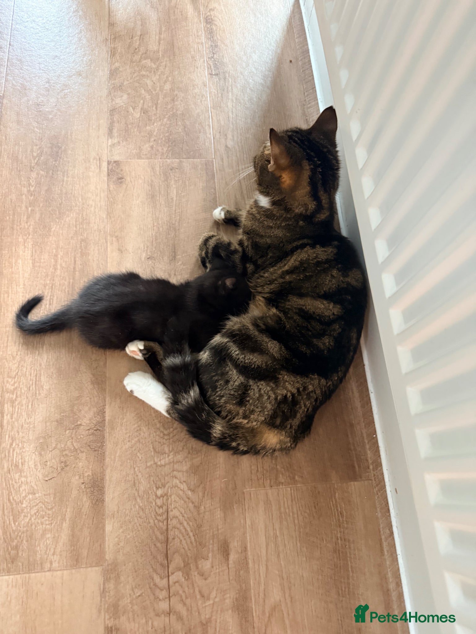 Mixed Breed cats 10 gorgeous mixed kittens  - Advert 4