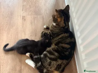 Mixed Breed cats 10 gorgeous mixed kittens - Advert 4