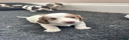 Dachshund dogs for sale: MINIATURE DACHSHUND GIRL LEFT FOR LOVING HOME - Advert 10