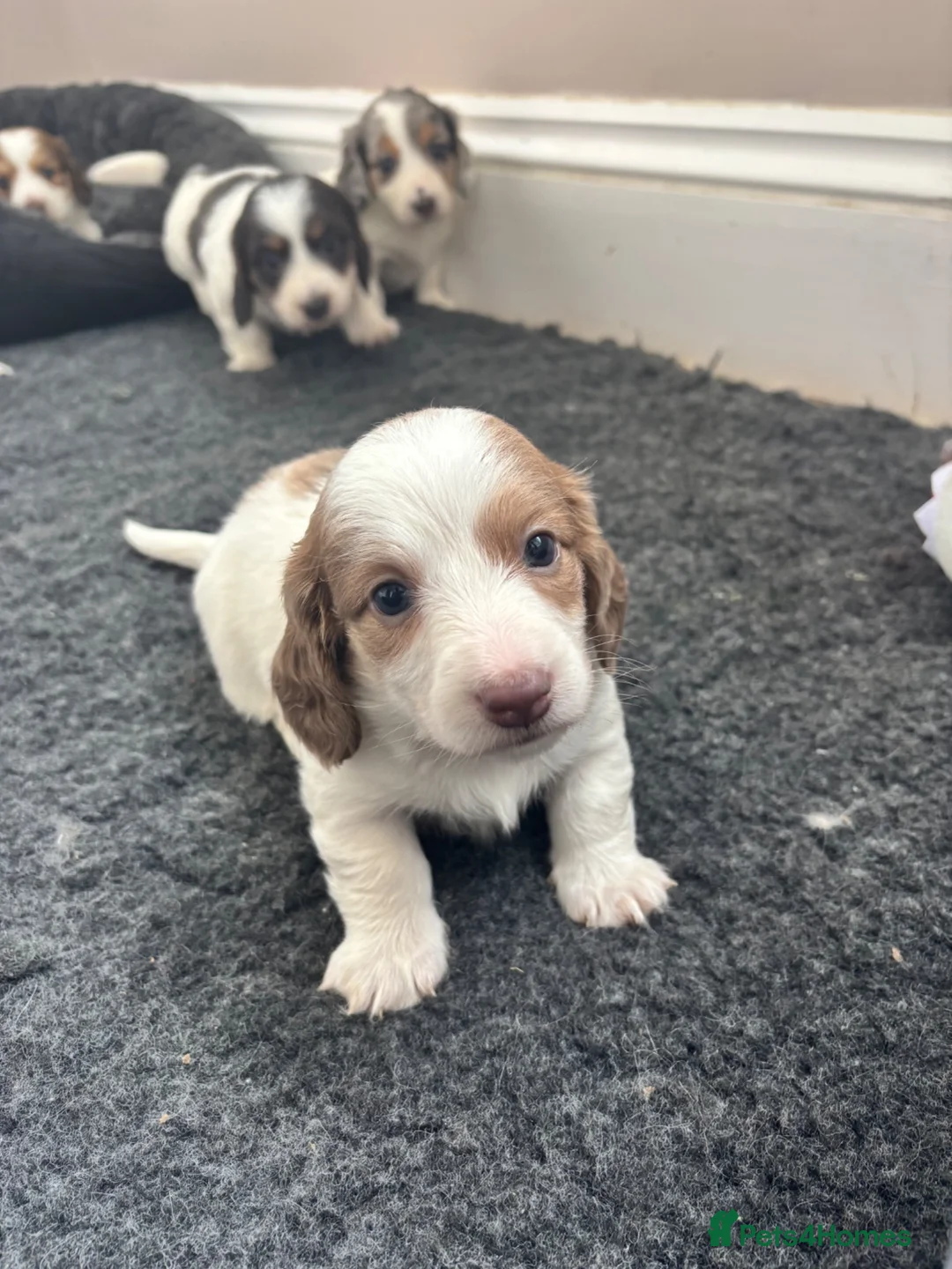 Dachshund dogs for sale: MINIATURE DACHSHUND GIRL LEFT FOR LOVING HOME - Advert 10