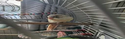 Conures birds for sale: Bonded Pair of Conures (Green Cheek & Pineapple) - Advert 14