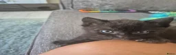 British Shorthair cats for sale: British short haired x maincoon polydactyl kittens - Advert 2
