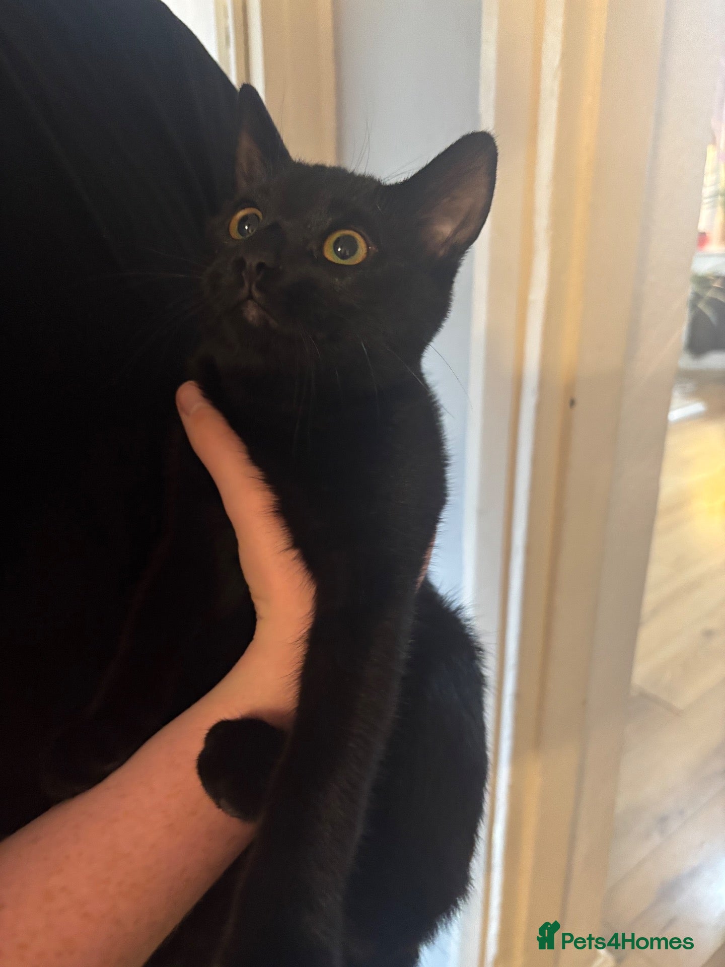 Mixed Breed cats FREE 4 month old Kitten - Advert 1