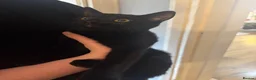 Mixed Breed cats for sale: FREE 4 month old Kitten in Coventry - Advert 1