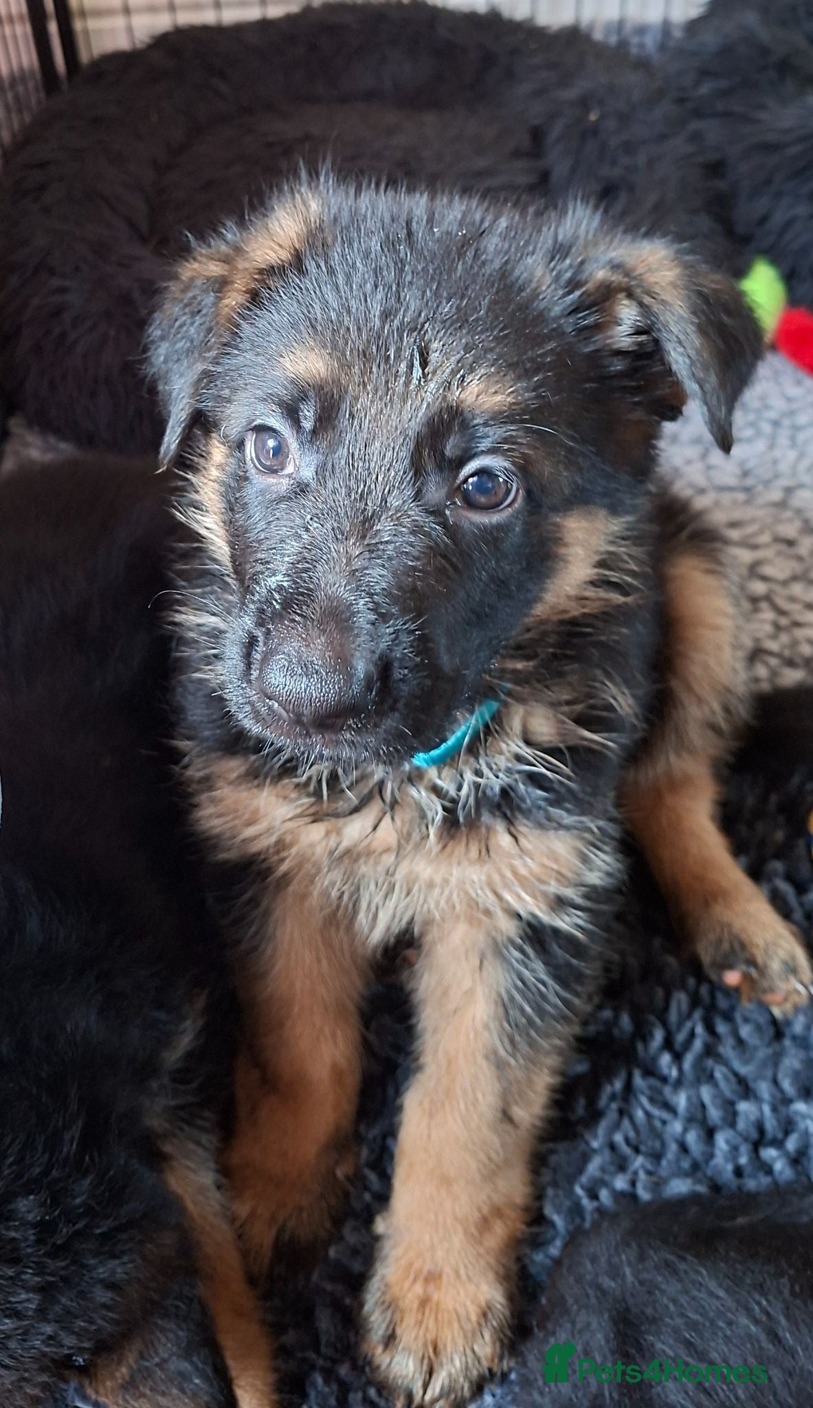 German Shepherd dogs 1 Gorgeous Male German Shepherd puppy - Advert 11