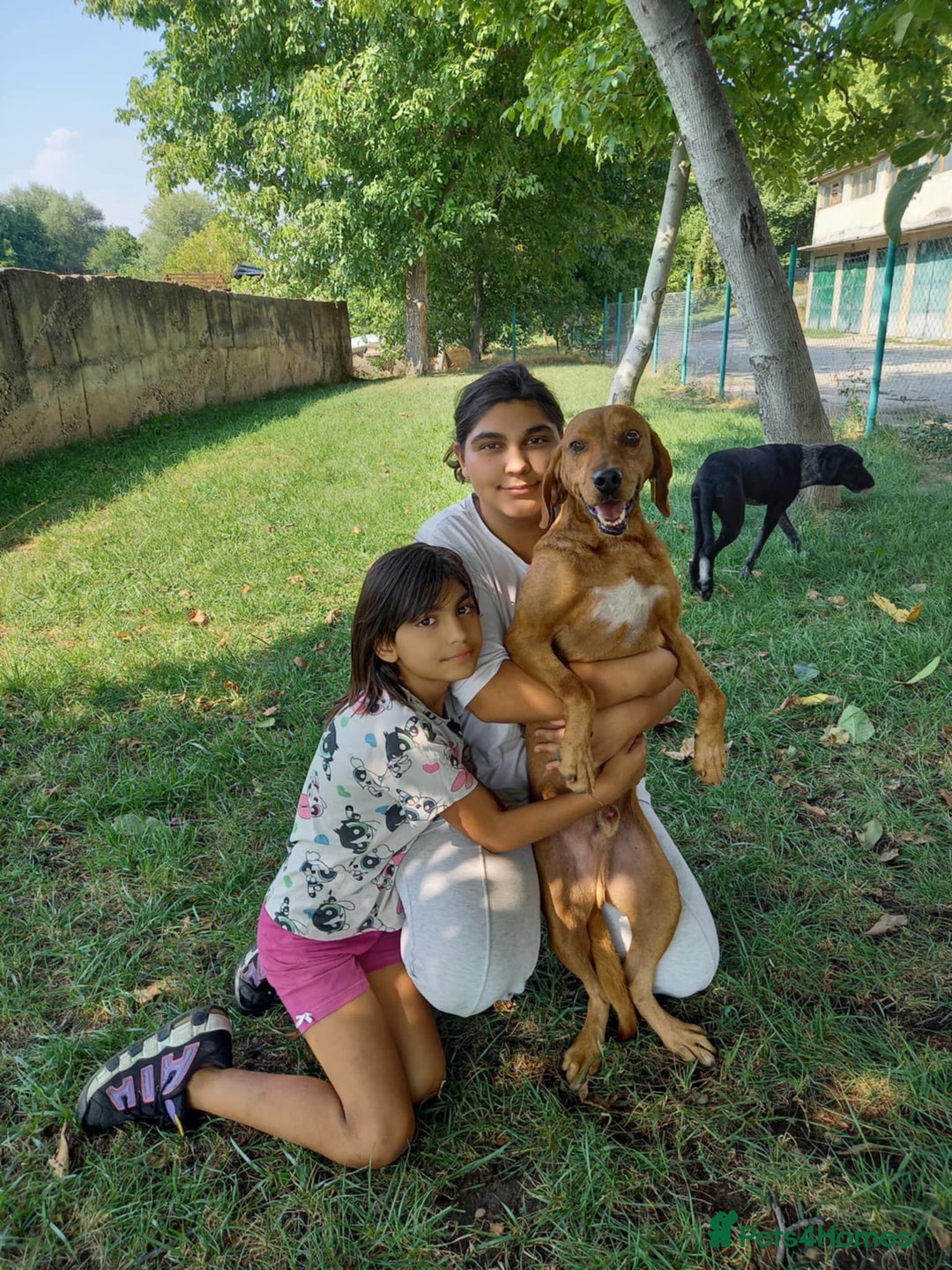 Mixed Breed dogs for adoption: Beanie Boy, 3-4 yrs old. Available for adoption. - Advert 4