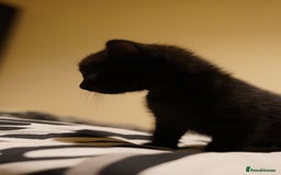 Mixed Breed cats for sale: Mixed breed  - Advert 12