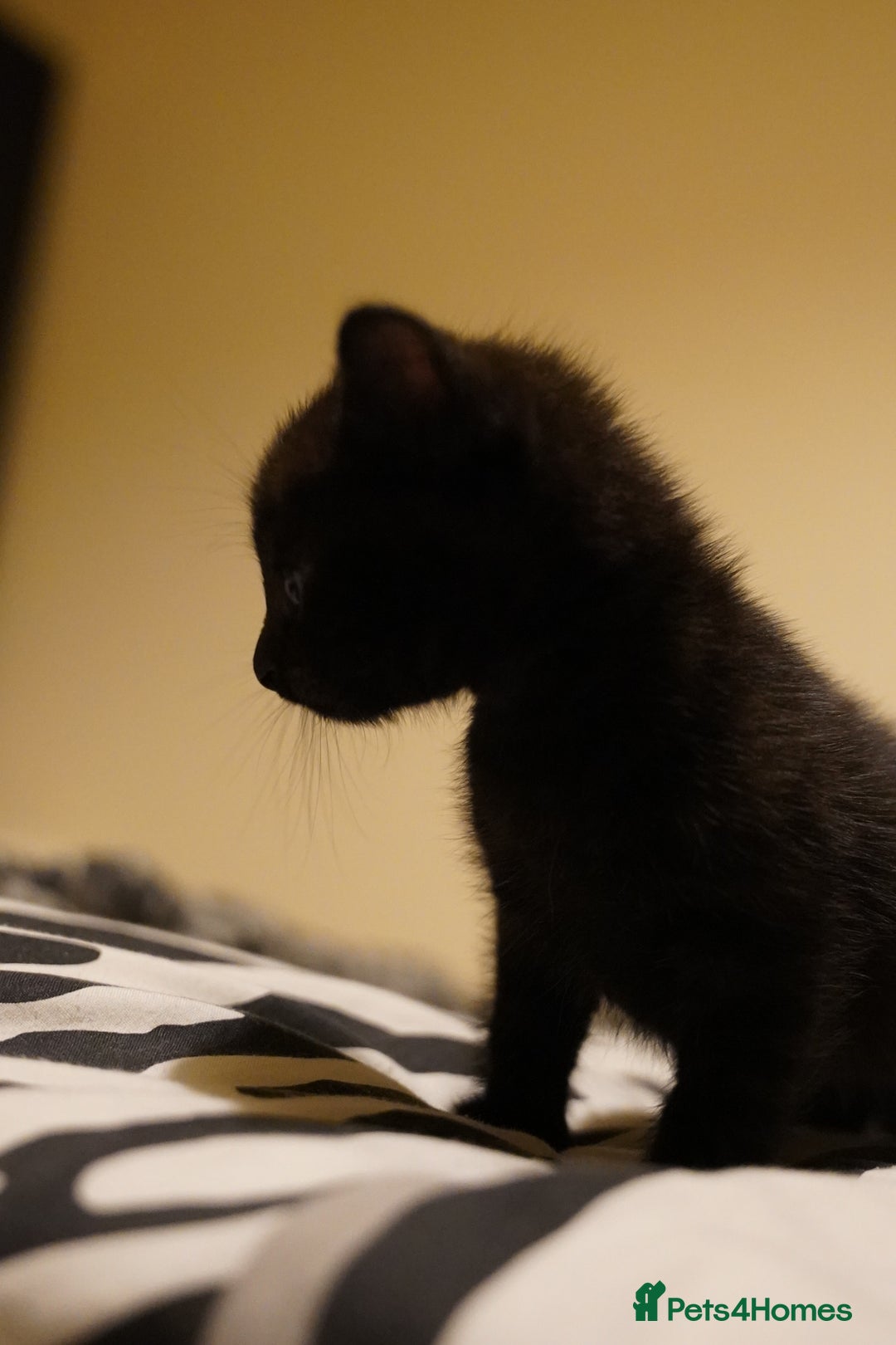 Mixed Breed cats for sale: Mixed breed  - Advert 12