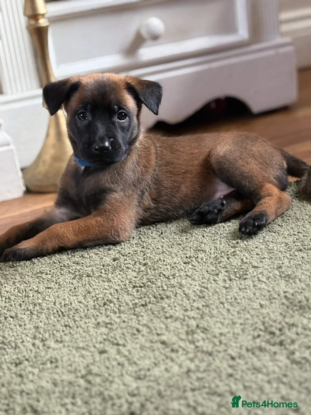 Belgian Shepherd Dog dogs for sale: Belgian Malinois Puppies - Advert 16