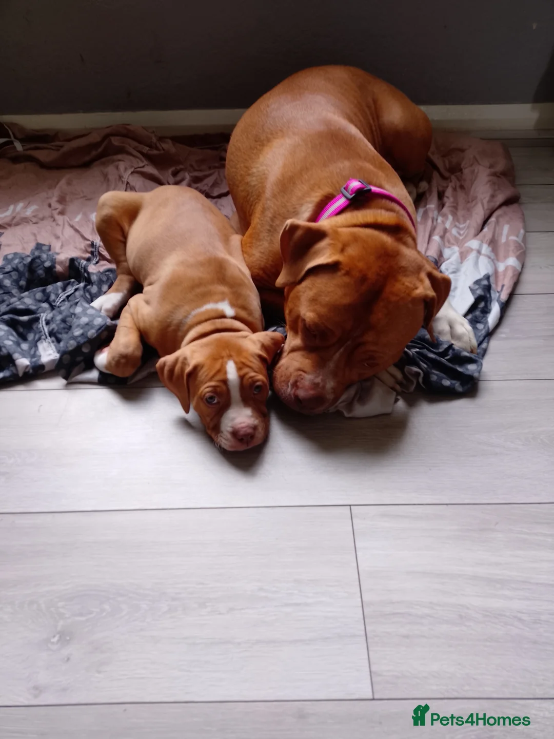 American Bulldog dogs for sale: 9 weeks old American bulldog - Advert 4