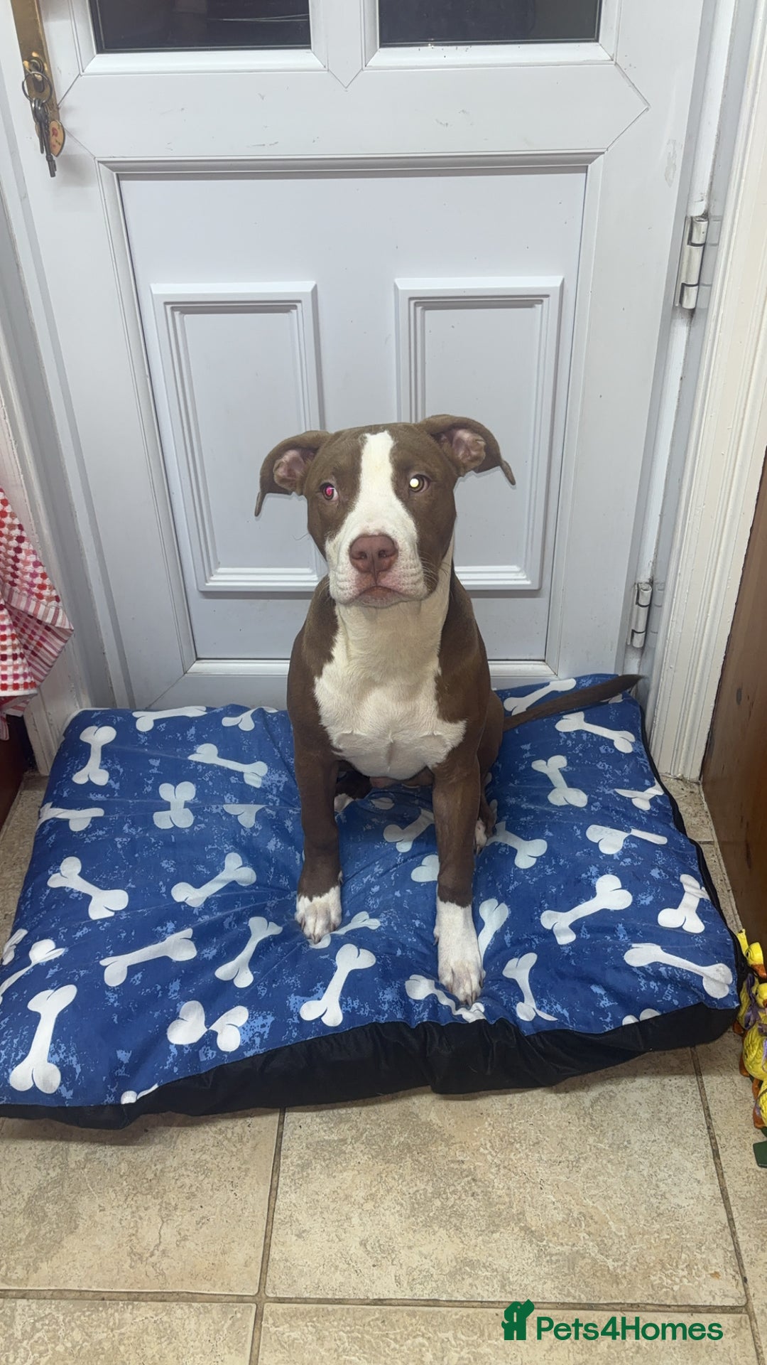 Mixed Breed dogs for sale: Albert  - Advert 7