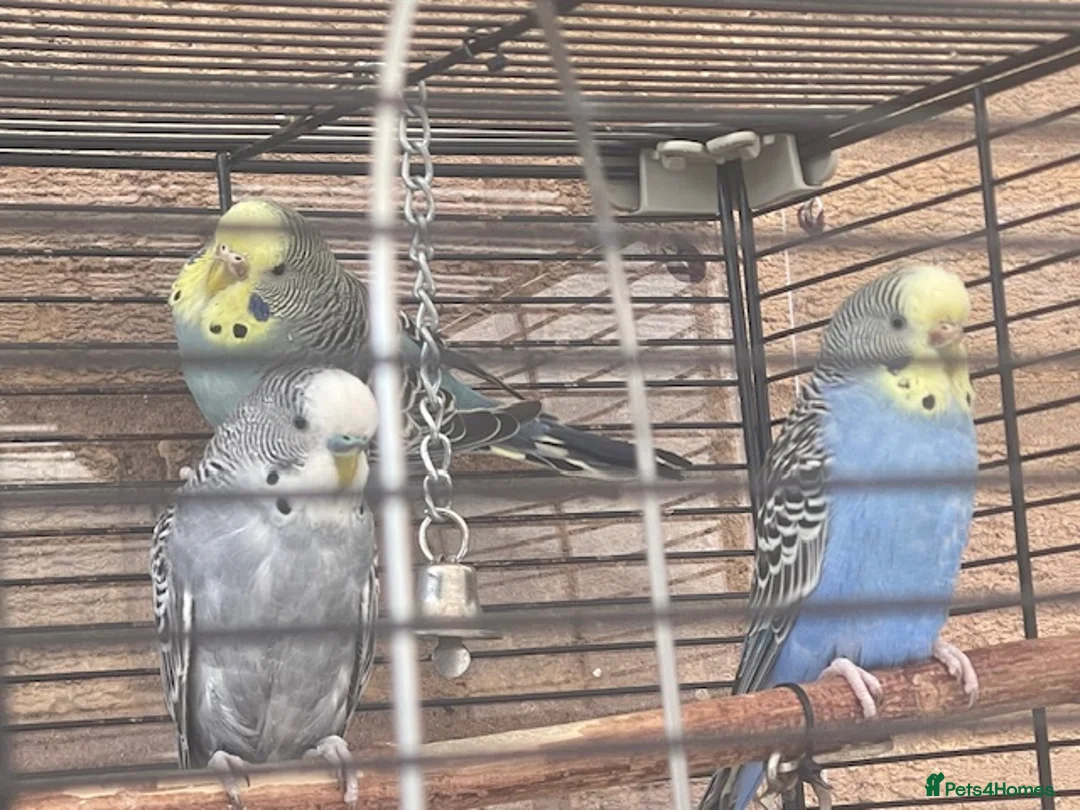 Budgerigars birds for sale: 4 Budgies 2 male 2 female - Advert 1