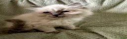 Ragdoll cats for sale: Beautiful pure ragdolls  - Advert 6