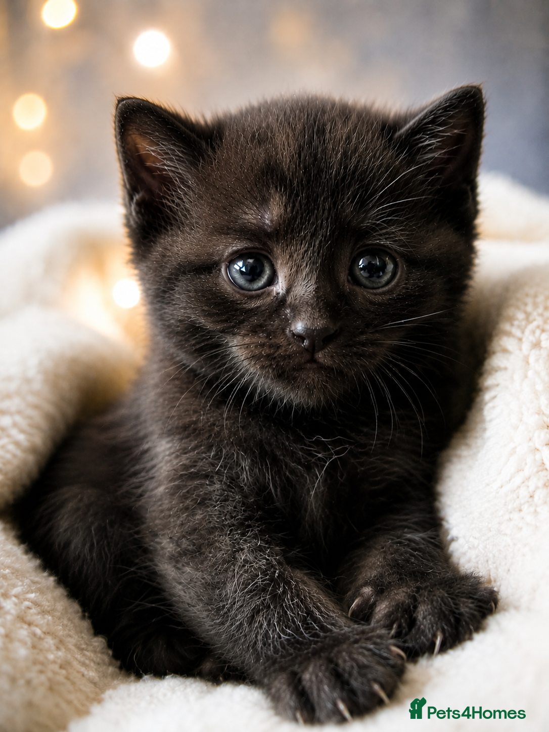 Mixed Breed cats Little black kitten boy - Advert 5