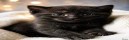 Mixed Breed cats for sale: Little black kitten boy - Advert 1