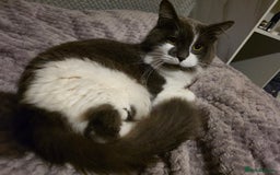Mixed Breed cats for sale: Fluffy loving boy for rehome - Image 3