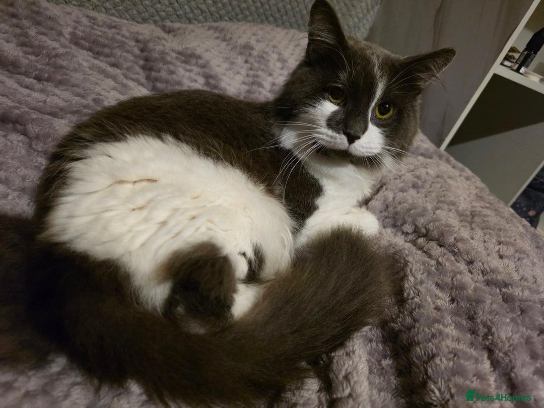 Mixed Breed cats for sale: Fluffy loving boy for rehome - Image 3