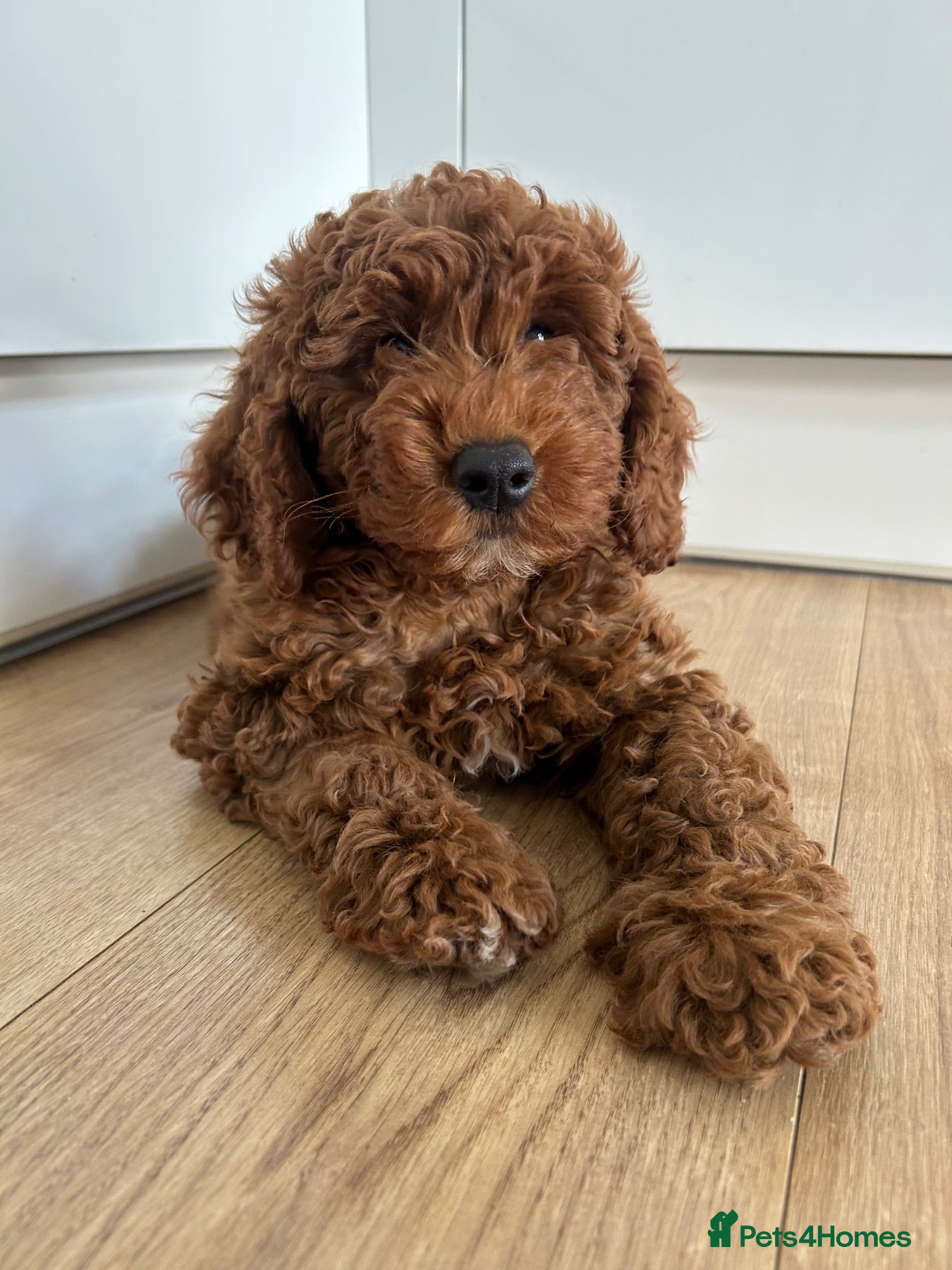 Cockapoo dogs Adorable F1BB Cockapoos - Advert 2
