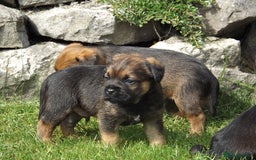 Border Terrier dogs for stud: Kc Proven border terriers for stud slem clear in Belper - Image 4