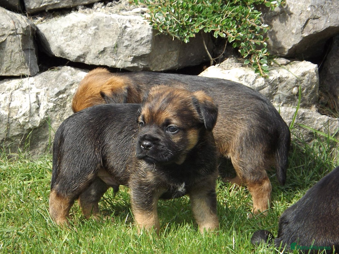 Border Terrier dogs for stud: Kc Proven border terriers for stud slem clear in Belper - Image 4