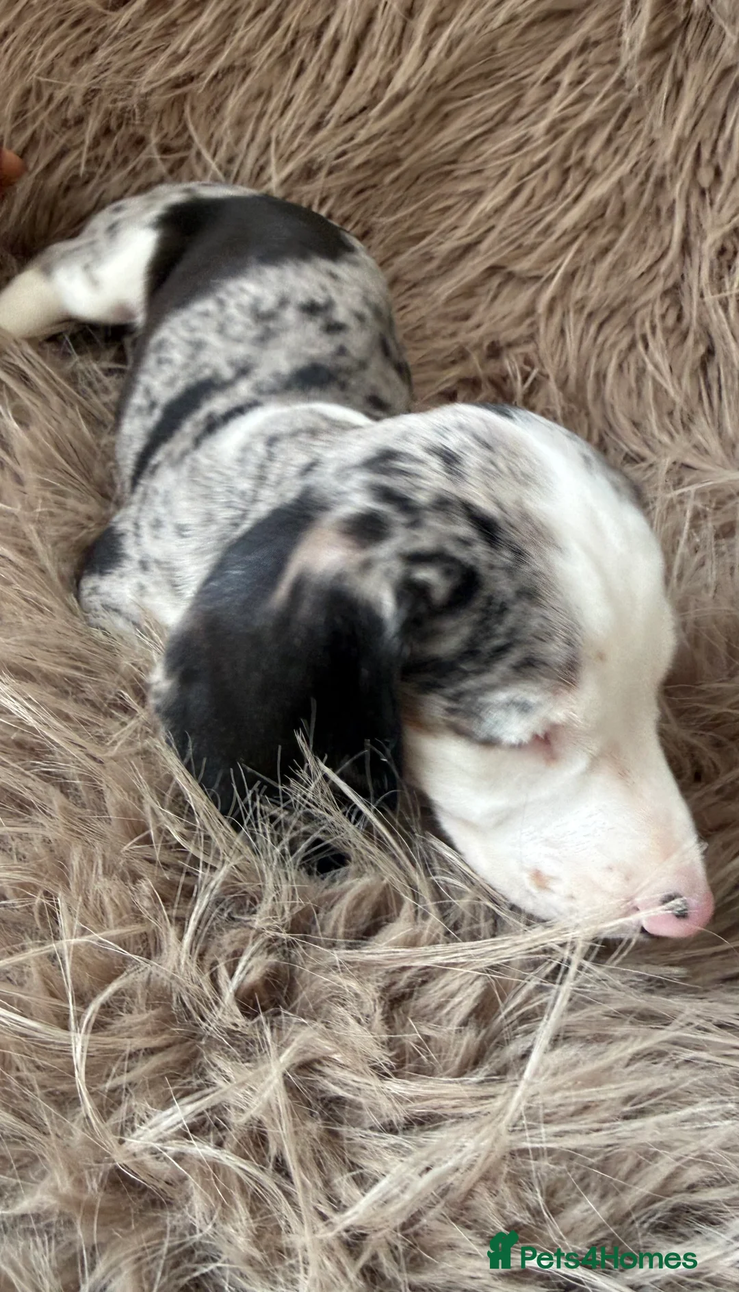 Miniature Dachshund dogs for sale: Two female mini dachshunds - Advert 15