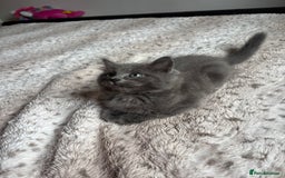 Ragdoll cats for sale: Two Blue Gray Ragdoll & Turkish angora - Image 7