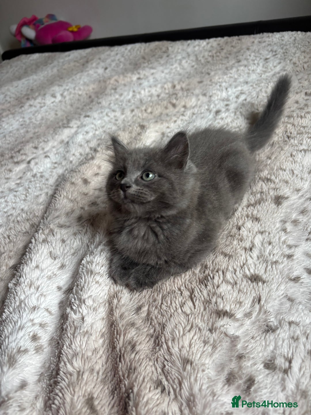Ragdoll cats for sale: Two Blue Gray Ragdoll & Turkish angora - Image 7