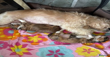 Mixed Breed dogs - Advert 2