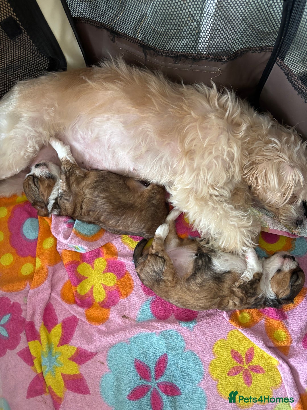 Mixed Breed dogs for sale: SHIH TZU Mix  - Image 2