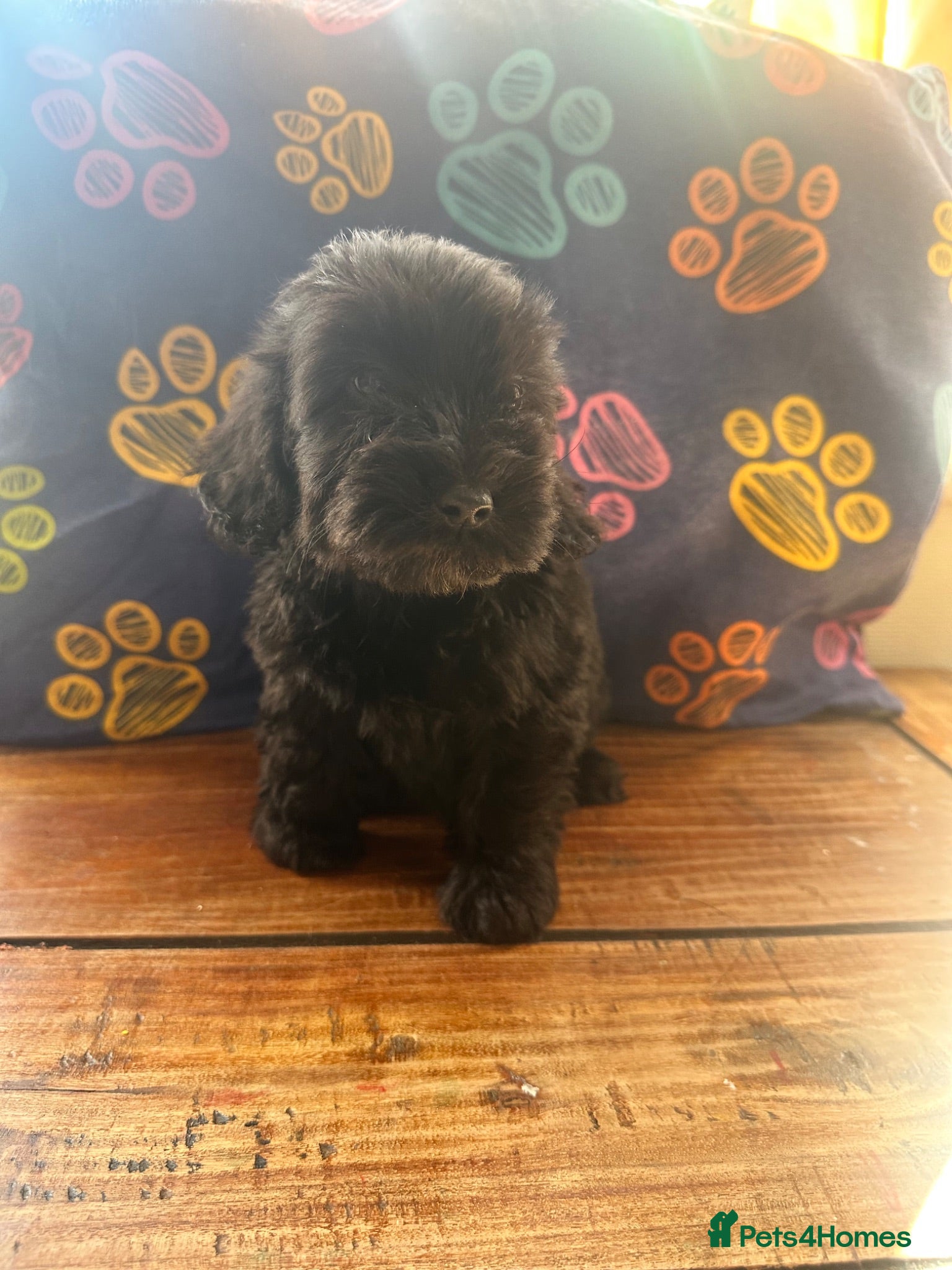 Cockapoo dogs cockapoos looking for forever home 2 left! Ovno - Advert 2